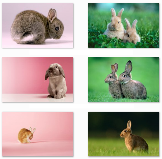 Windows 7 Wallpaper Rabbits (Easter)
