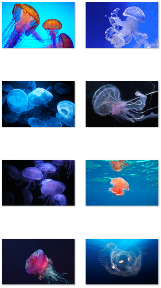Fondos de pantalla de medusas