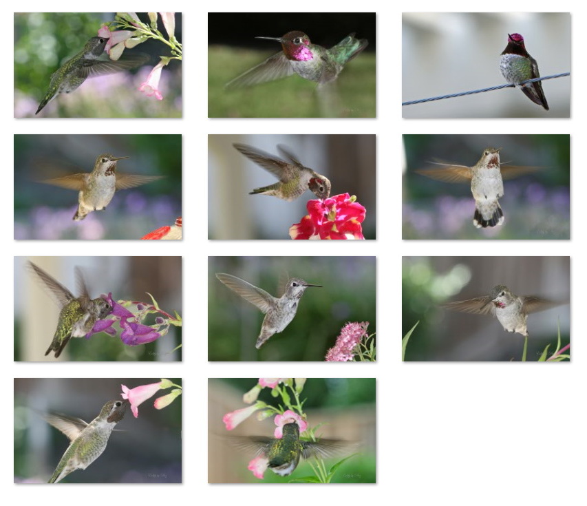 Fondos de pantalla de colibrí