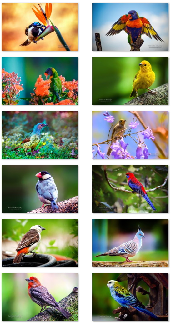 Fondos de pantalla de pájaros coloridos