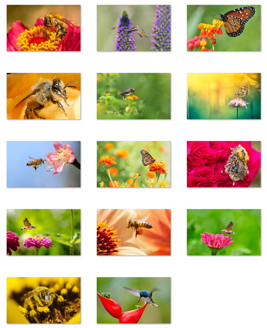 Fondos de pantalla de pájaros, abejas y mariposas